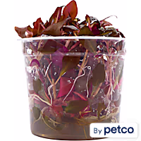 Alternanthera Reineckii