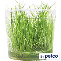 Eleocharis Acicularis