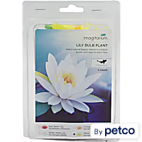 Yellow Water Lily