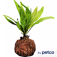 Coco Ball with Plant