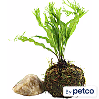 Floating Java Moss Ball with Plant