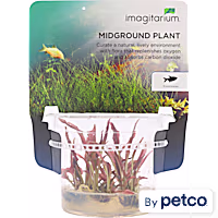 Cryptocoryne "Flamingo"