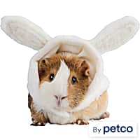 Guinea pig leash petco sales