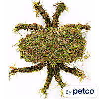 Mossy Spider