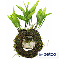 Floating Java Ring & Plant