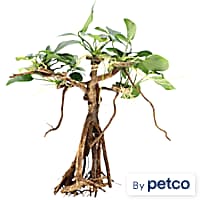 Anubias Banyan Tree