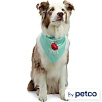 Good2go cooling dog bandana new arrivals