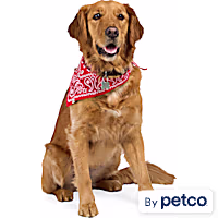 Reddy Paisley Dog Bandana