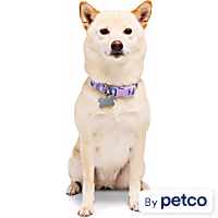 YOULY Butterfly Dog Collar