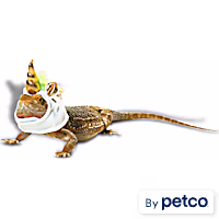 Bootique Unicorn Bearded Dragon Halloween Costume