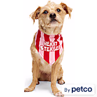 YOULY Heart Stealer Dog Bandana