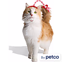 YOULY Valentine's Day Cat Headpiece