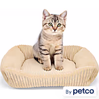 EveryYay Corduroy Rectangle Step-In Cat Bed