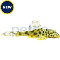 Petco sales sucker fish