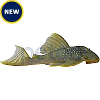 Plecostomus Sucker Fish for Sale Petco