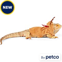 Bearded dragon leash petco shop