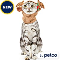 Cat clothing near me top