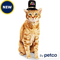 Cat clothing near me cheap