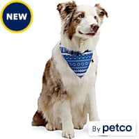 Dog tuxedo petco top