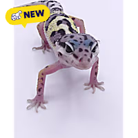 Leopard Gecko
