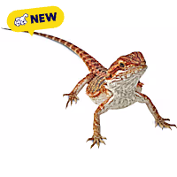 Bearded Dragon