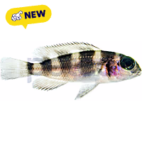 Five-Bar Cichlid