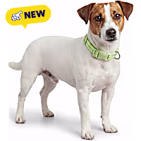 Petco Glow in the Dark Dog Collar