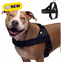Dog Friendly Co Chafe Resistant Webbing, Adjustable Neck & Chest, and Heavy Duty D-Ring Dog Harness