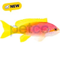 Female Pictilis Anthias