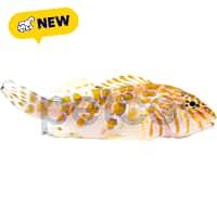 Giant Hawkfish