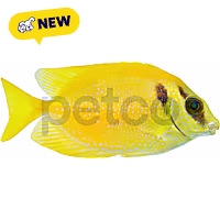 Blue Spotted Spinefoot Rabbitfish
