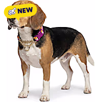 Petco Martingale Training Chain Dog Collar