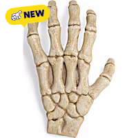 Petco Halloween Skeleton Claw Reptile Habitat Hideaway
