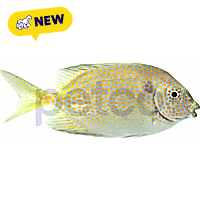 Gold Spotted Spinefoot Rabbitfish