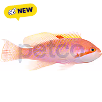 Male Stocky Anthias