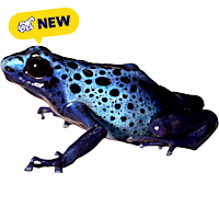 Tinctorius 'Azureus' Dart Frog