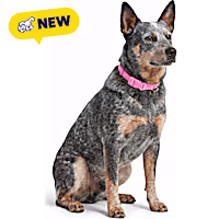 Petco UV Color-Changing Waterproof Dog Collar