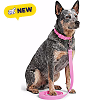 Petco UV Color-Changing Waterproof Dog Leash