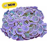 Oceans, Reefs, and Aquariums Hammer Coral