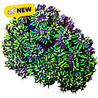 Oceans, Reefs, and Aquariums Galaxea Coral