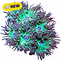 Oceans, Reefs, and Aquariums Whisker Coral