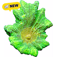 Oceans, Reefs, and Aquariums Space Invader Pectinia Coral