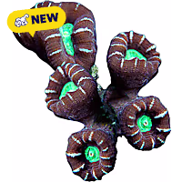 Oceans, Reefs, and Aquariums Candy Cane Coral