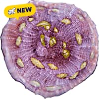 Oceans, Reefs, and Aquariums Easter Egg Chalice Coral