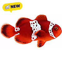 Oceans, Reefs, and Aquariums Lightning Maroon Clownfish