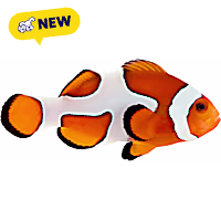 Oceans, Reefs, and Aquariums Gladiator Clownfish