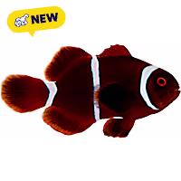 Oceans, Reefs, and Aquariums Maroon Clown