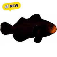 Oceans, Reefs, and Aquariums Midnight Clownfish