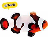 Oceans, Reefs, and Aquariums Mocha Gladiator Clownfish