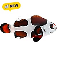 ORA Mocha Storm Clownfish